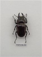 藏品(大圓翅鍬形蟲)的圖片